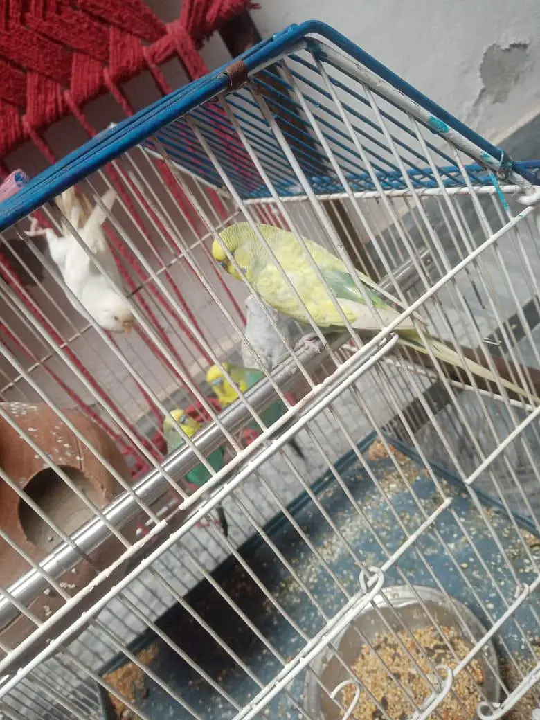 budgue Australin sparrows parrot's for sale 0327-6211765 WhatsApp — photo 10