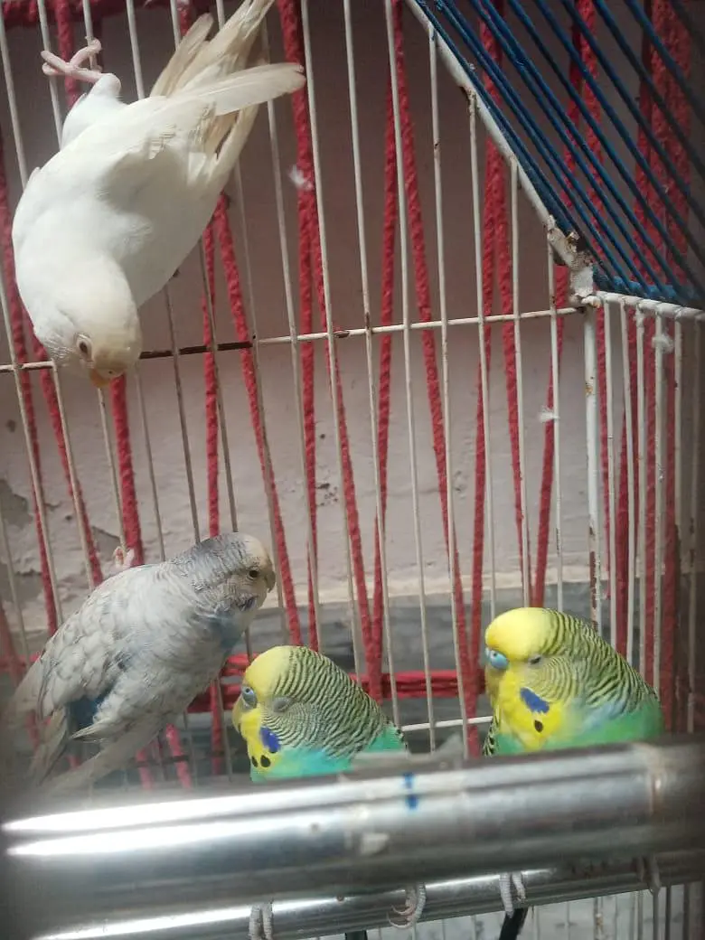 budgue Australin sparrows parrot's for sale 0327-6211765 WhatsApp — photo 11