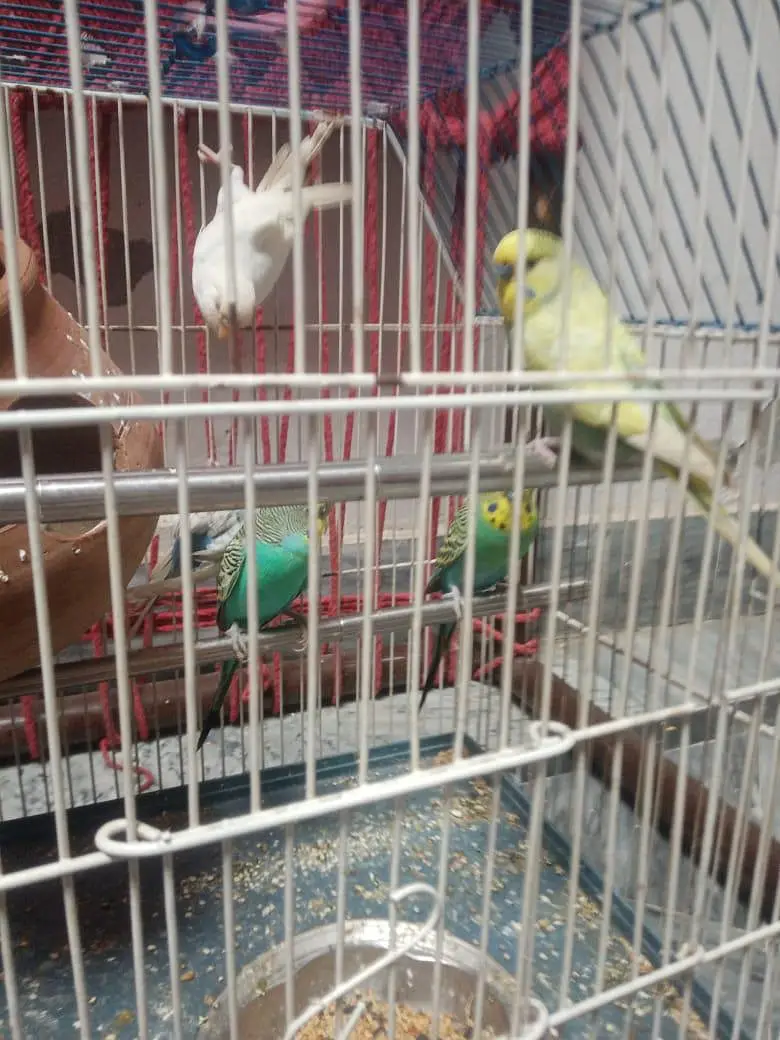 budgue Australin sparrows parrot's for sale 0327-6211765 WhatsApp — photo 12