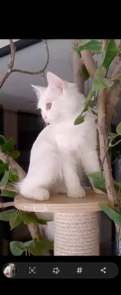 Lovely Kitten up for Sale