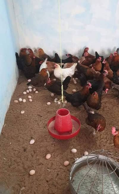 fresh Desi egg and hen available