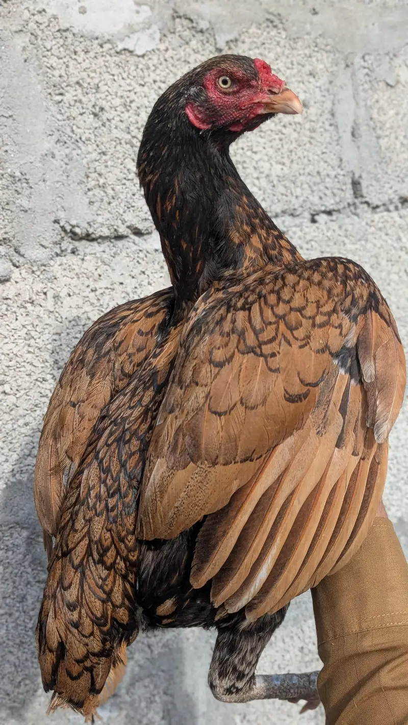 High Quality Aseel Madi Available For Sale. — photo 2