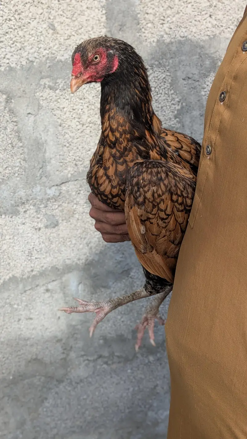 High Quality Aseel Madi Available For Sale. — photo 3