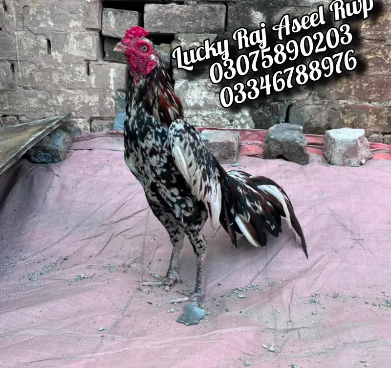 Aseel Murga — photo 10