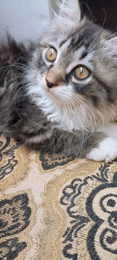 triple coat Persian hai