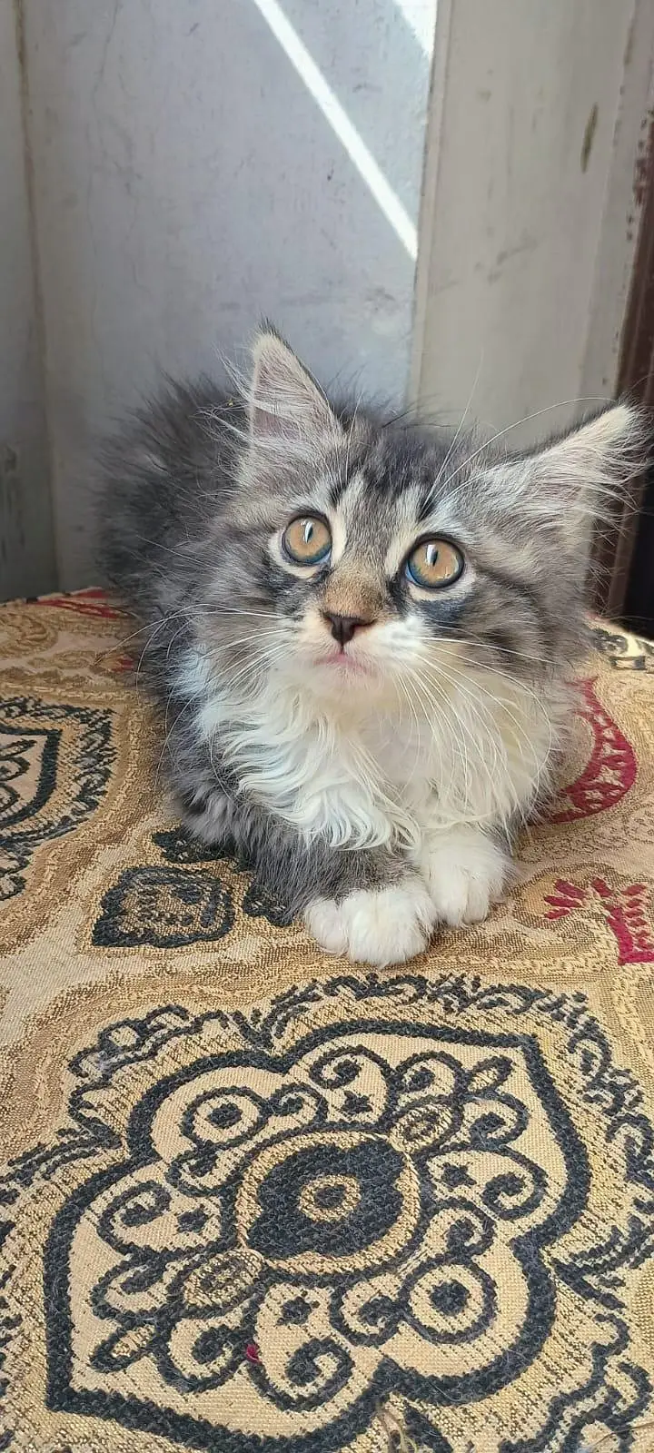 triple coat Persian hai — photo 2