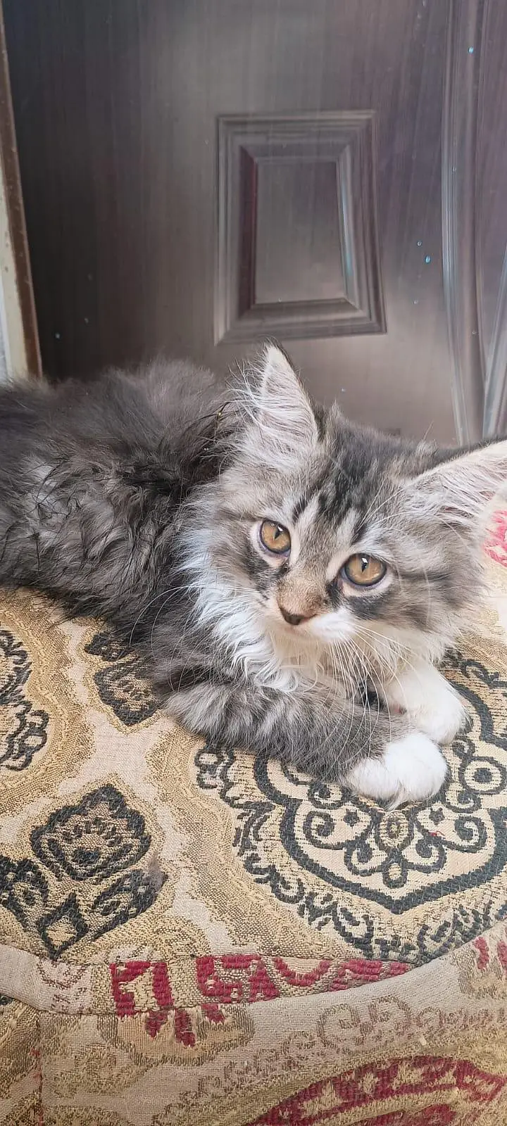 triple coat Persian hai — photo 3