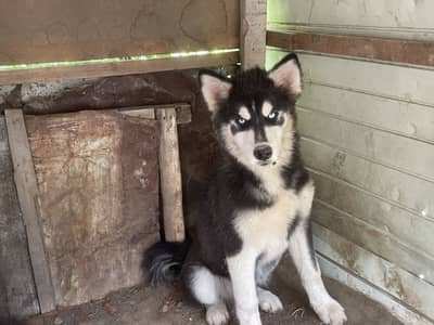 Siberian husky pair