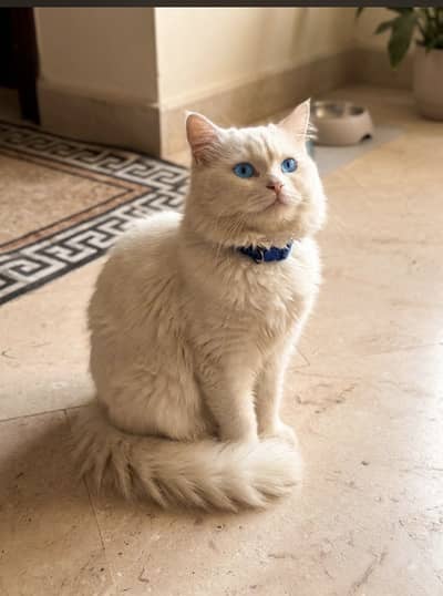 Cat female