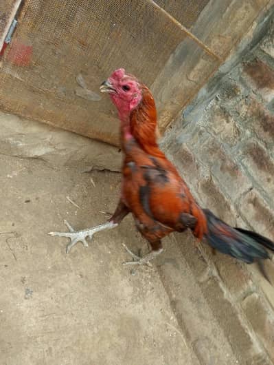 dragon Thai aseel male