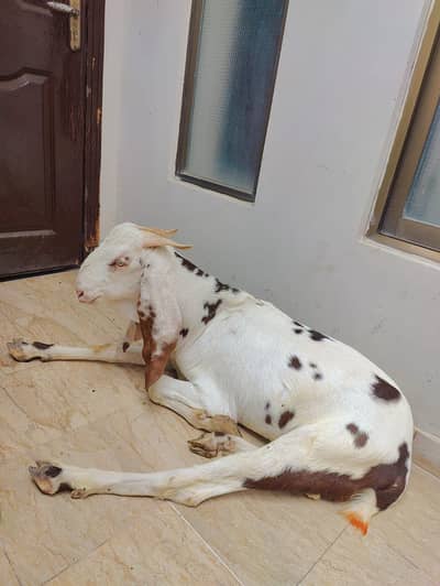 bakra