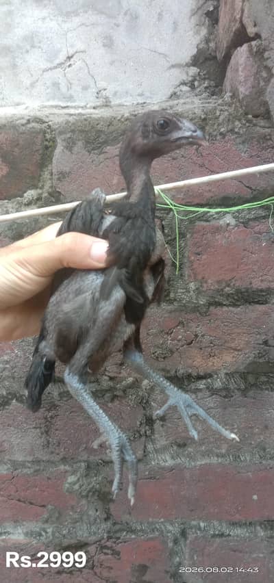 Poure Dragon chicks black skin