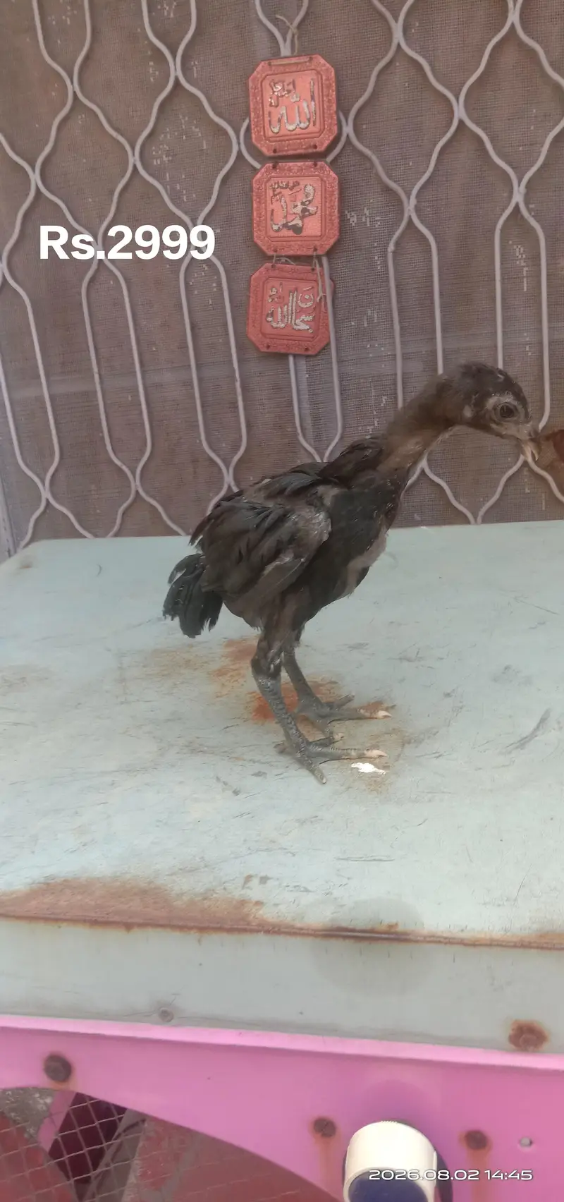 Poure Dragon chicks black skin — photo 2