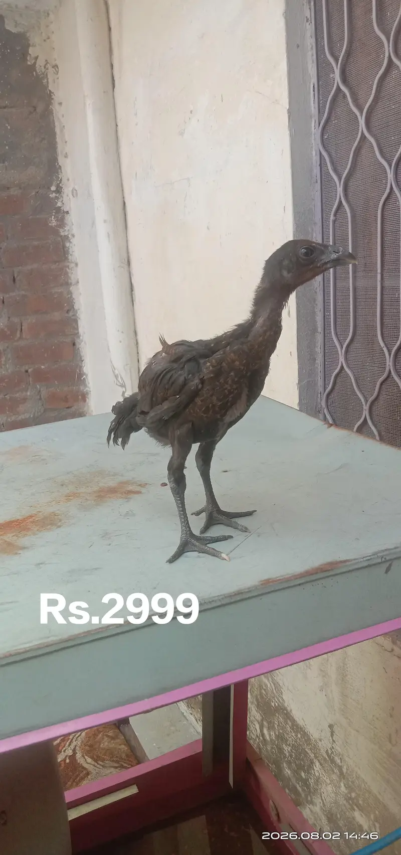 Poure Dragon chicks black skin — photo 3