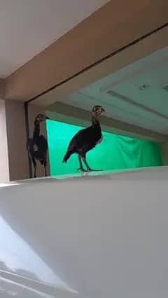 aseel chicks 1
