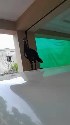 aseel chicks 2