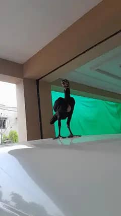 aseel chicks 3