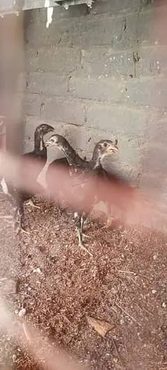 aseel chicks 4