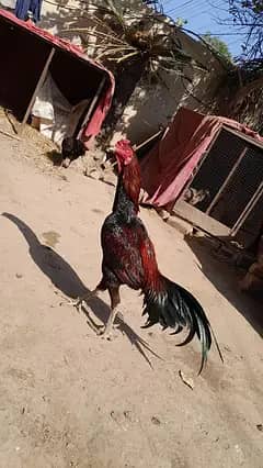 aseel chicks 11