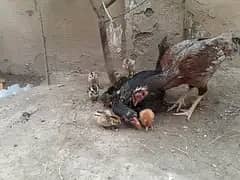 aseel chicks 14