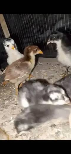aseel chicks 15