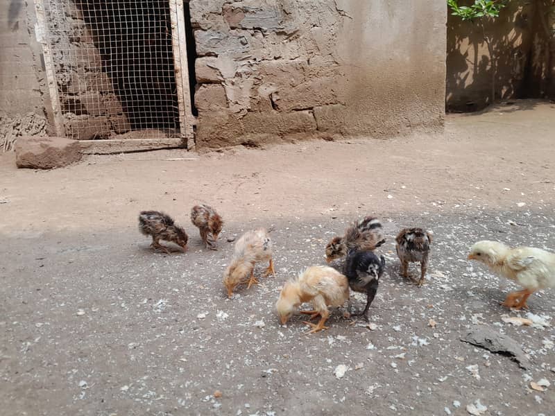 aseel chicks 16