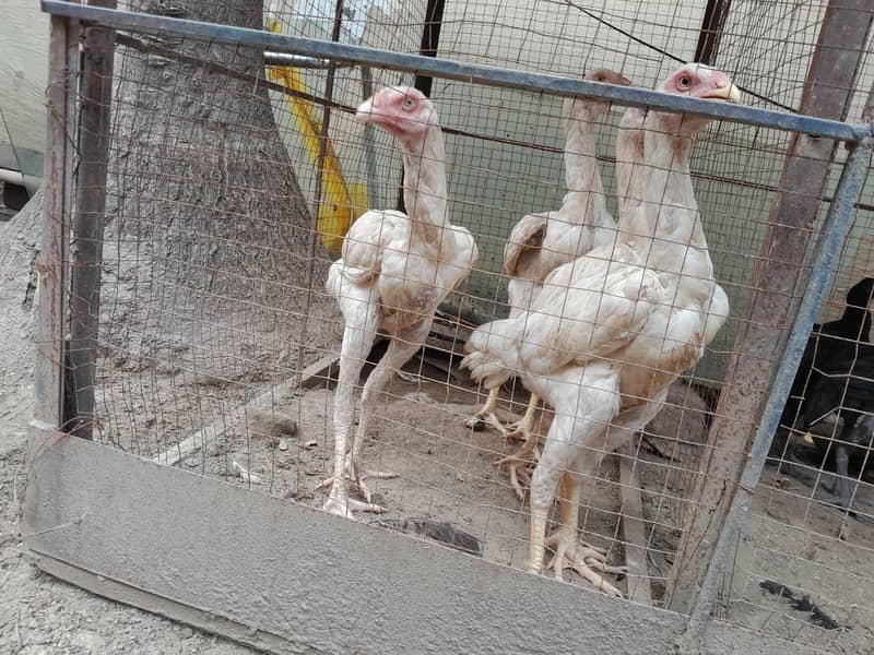 aseel chicks 18