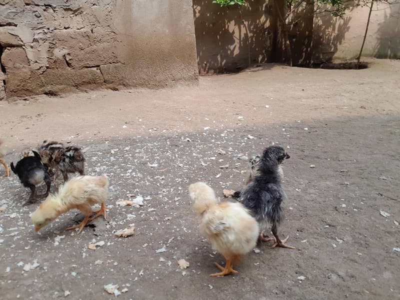 aseel chicks 19