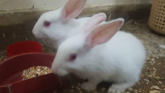 Rabbits bunnies toy pet Available for children