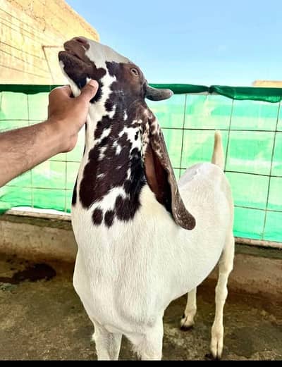 Bakra available hai do dant ka hai