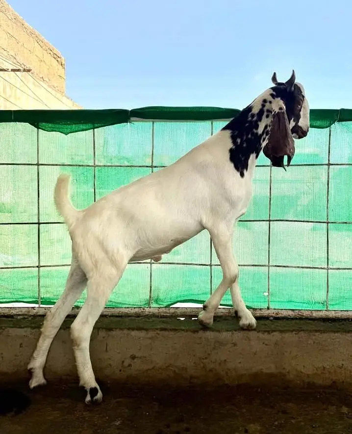 Bakra available hai do dant ka hai — photo 2