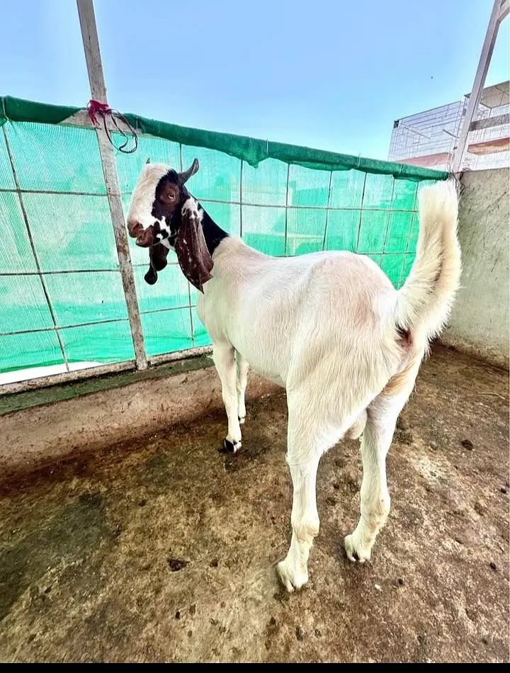 Bakra available hai do dant ka hai — photo 3
