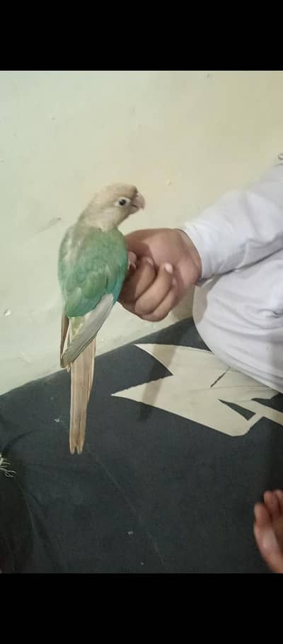 different hand tame and wild parrot available ha