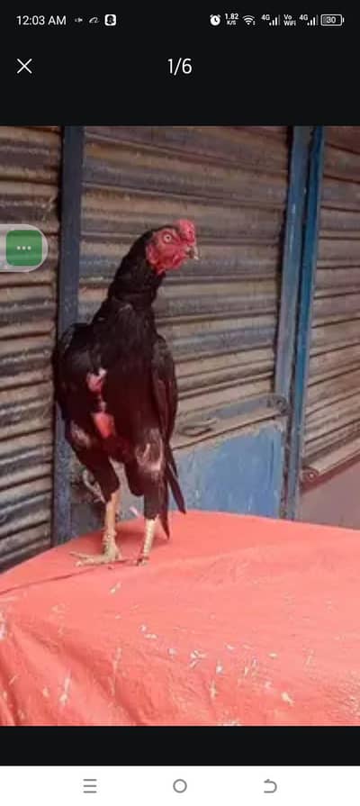 03465333883 mushka aur lasani  patha for urgent sale