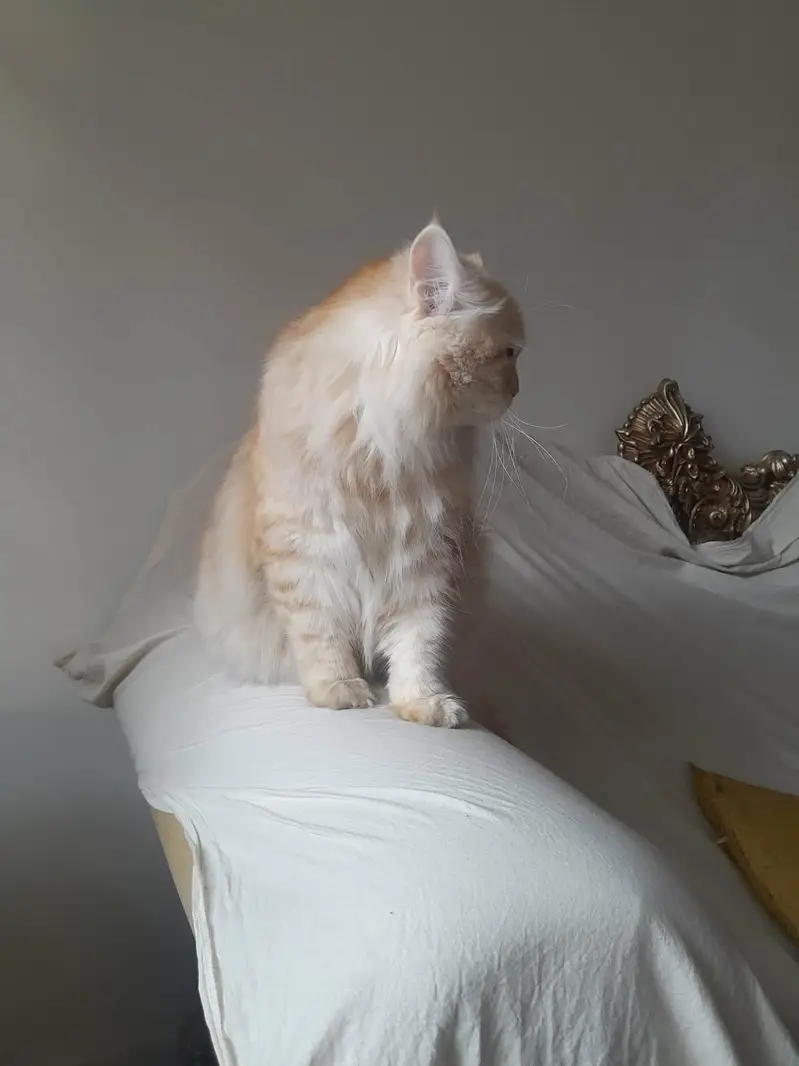 Persian cat for adoption — photo 2