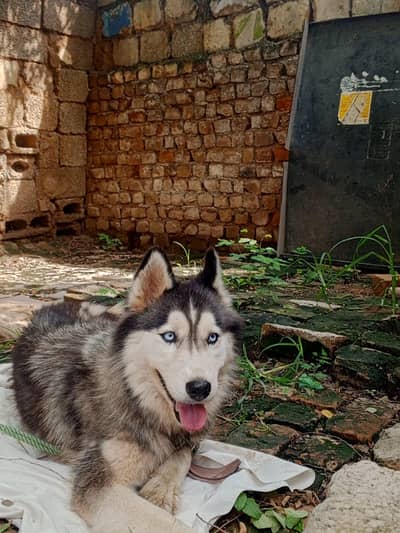 dog exchange