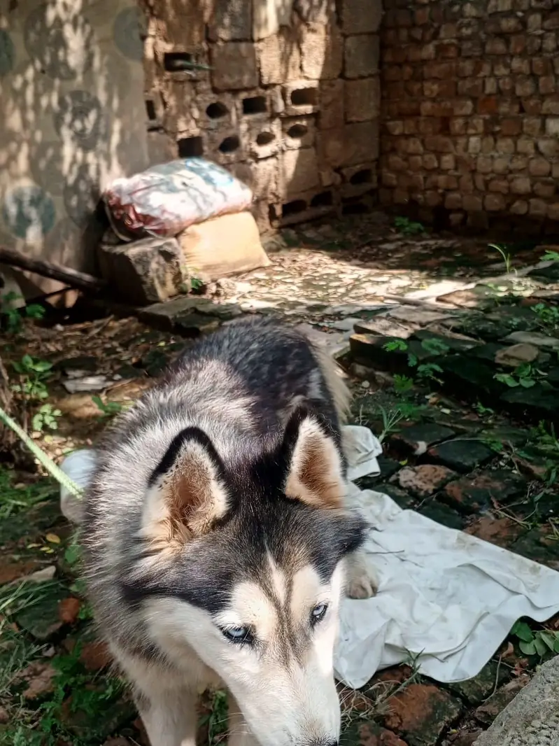 dog exchange — photo 2
