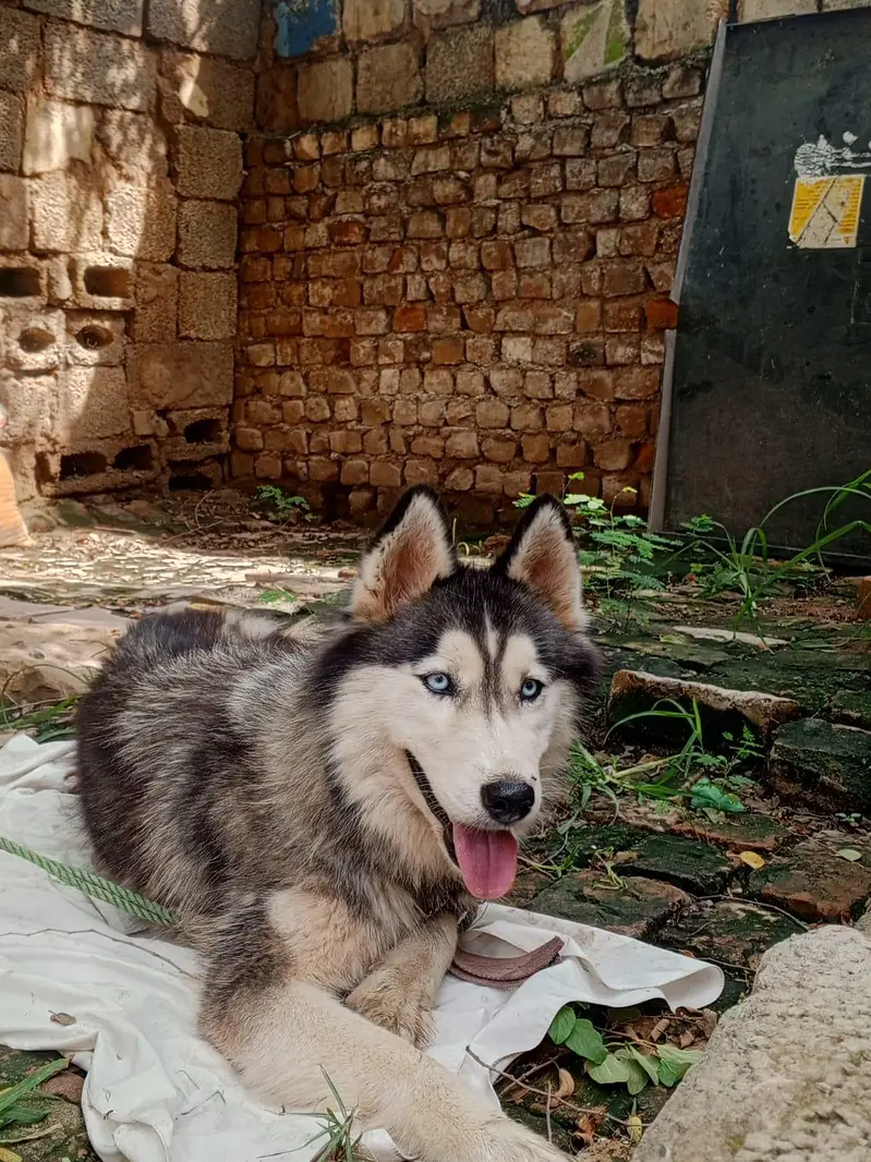 dog exchange — photo 3