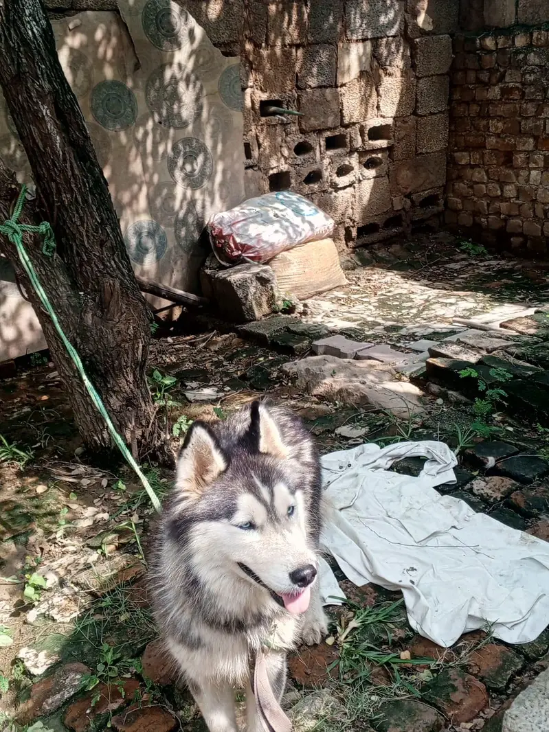 dog exchange — photo 4