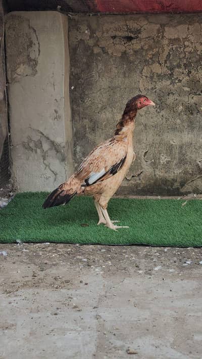 Pakistani aseel pathi /aseel hen