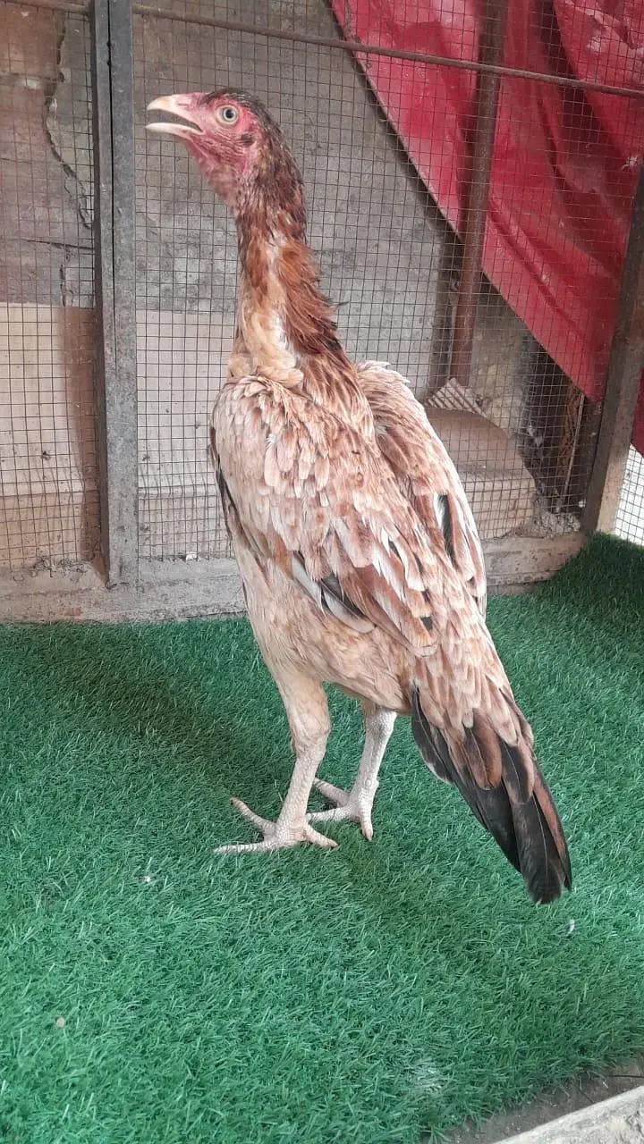 Pakistani aseel pathi /aseel hen — photo 2
