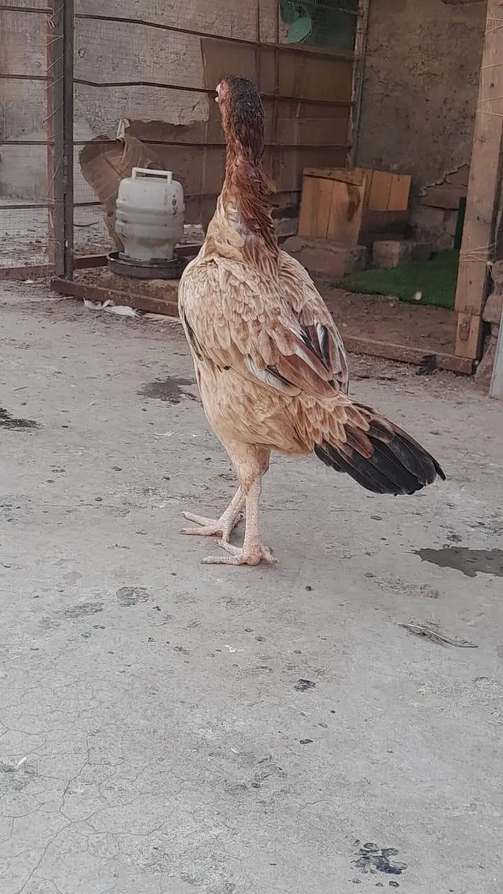 Pakistani aseel pathi /aseel hen — photo 3