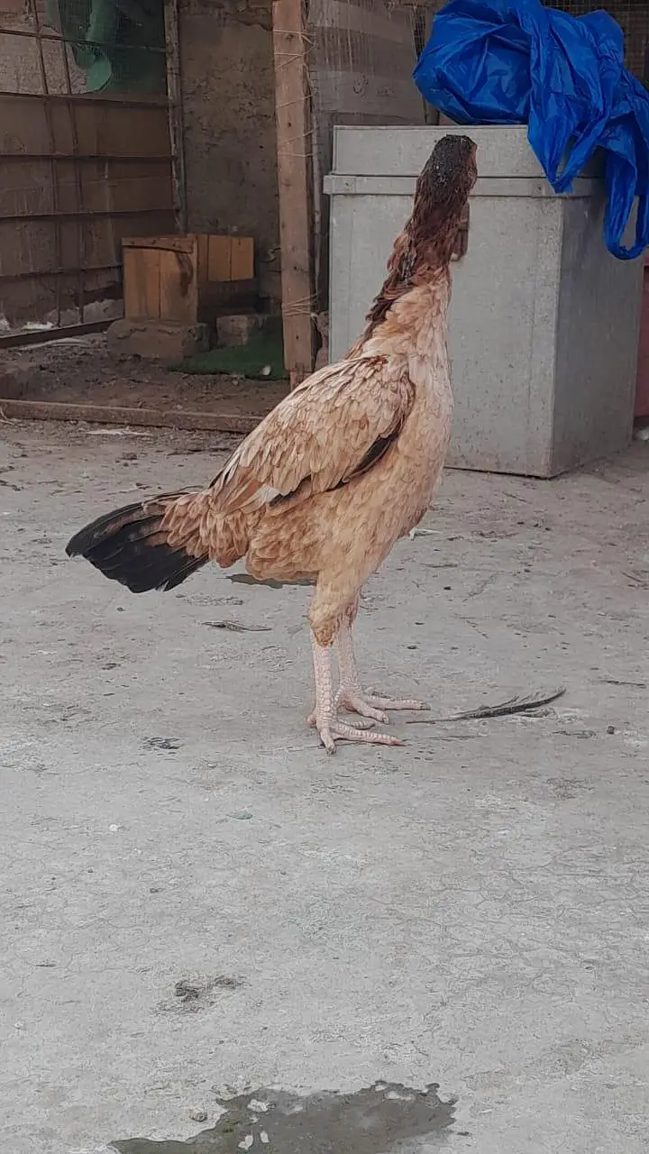 Pakistani aseel pathi /aseel hen — photo 4