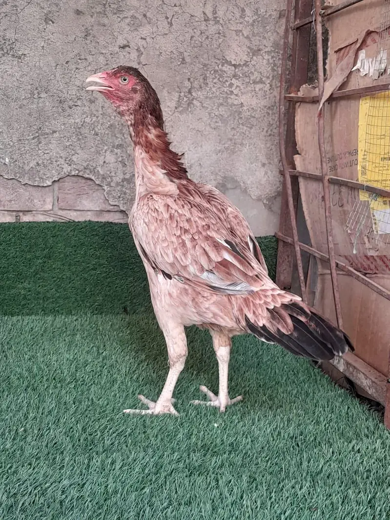 Pakistani aseel pathi /aseel hen — photo 5