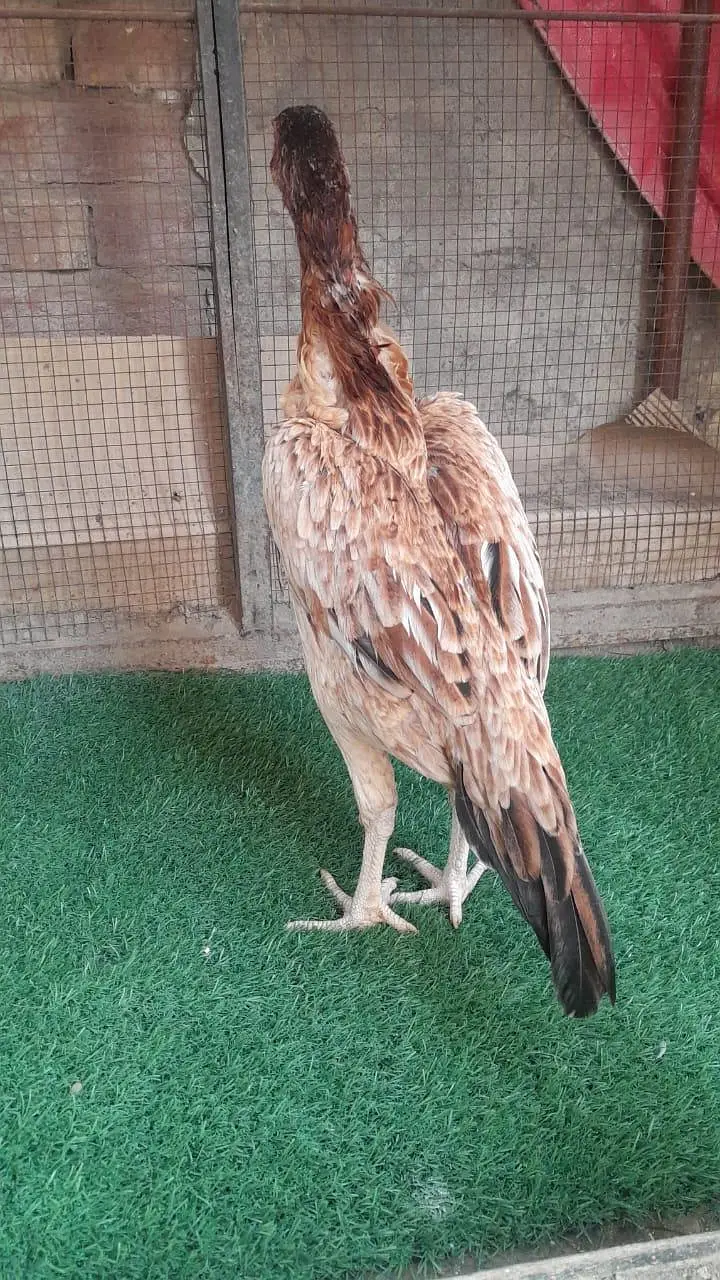 Pakistani aseel pathi /aseel hen — photo 7