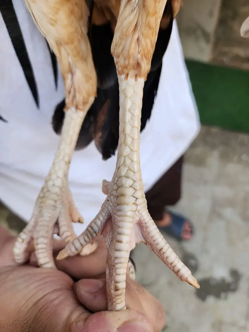 Pakistani aseel pathi /aseel hen — photo 8