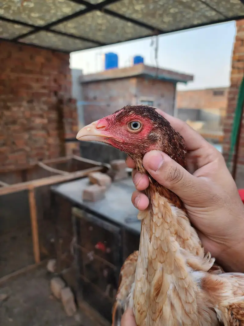 Pakistani aseel pathi /aseel hen — photo 9