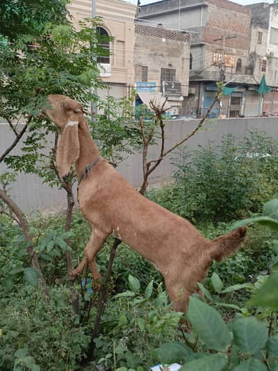 Bakri