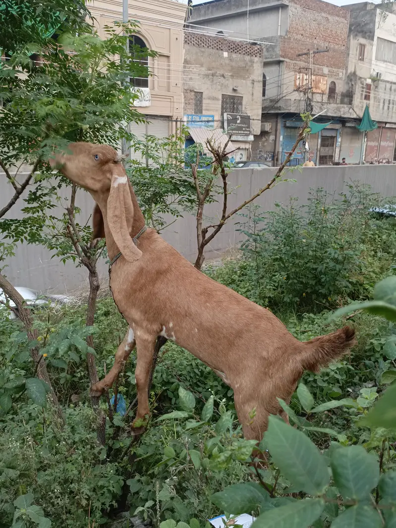 Bakri — photo 2