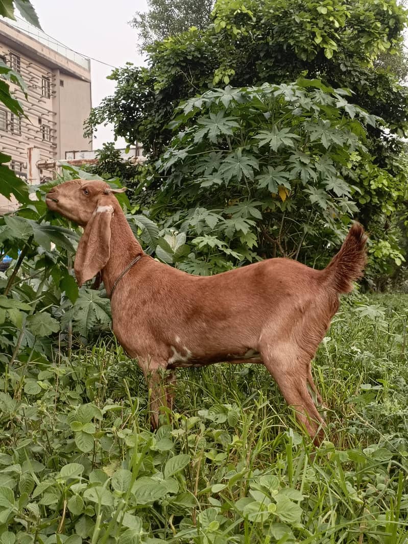 Bakri 2